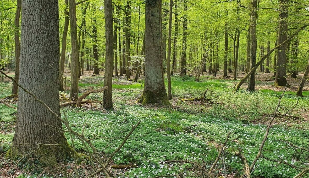 Boden des Jahres 2026: Archivböden brauchen mehr Schutz