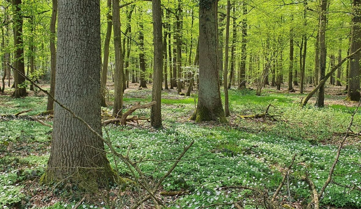 Wie die Rotbuche dem Klimastress trotzen soll