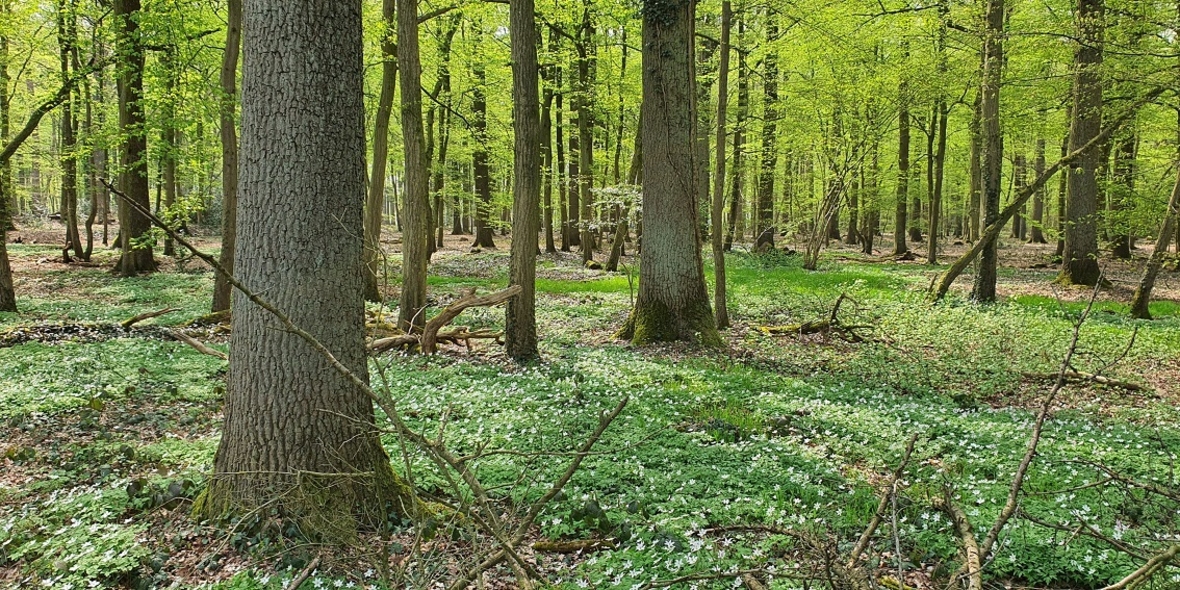 Wie die Rotbuche dem Klimastress trotzen soll