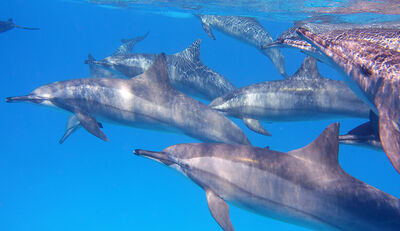 Alarmierende Situation von Walen und Delphinen