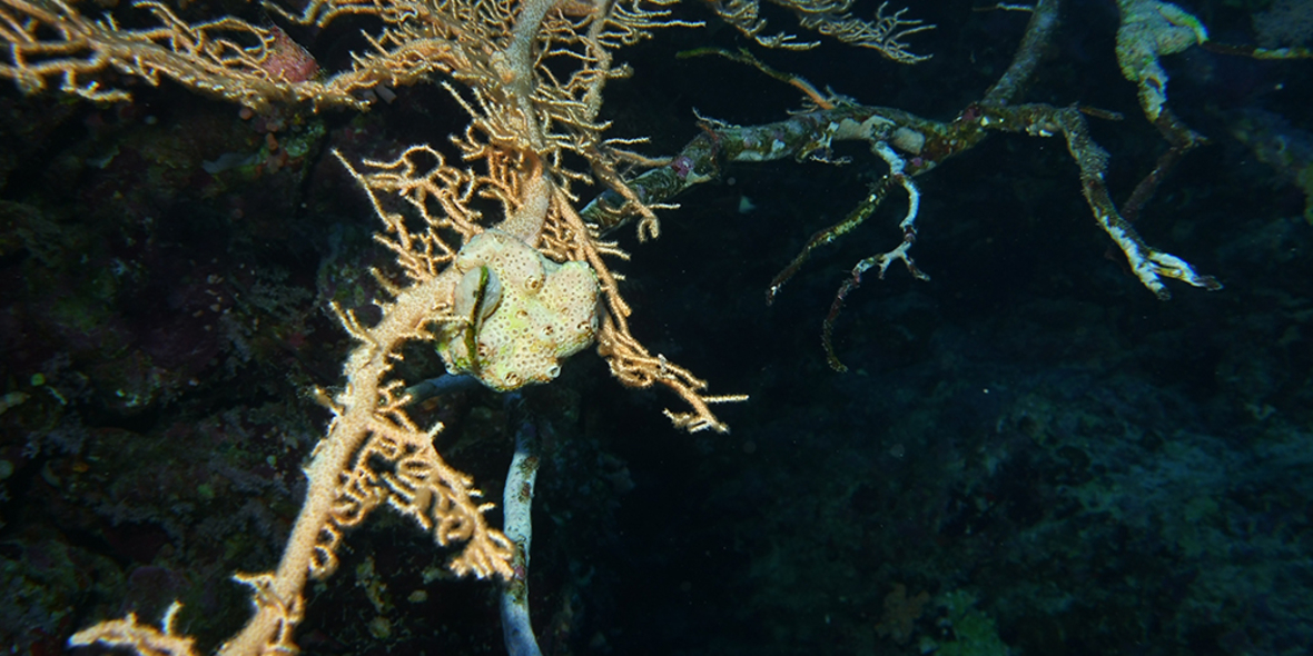 Klebstoff aus dem Meer leistet Erste Hilfe