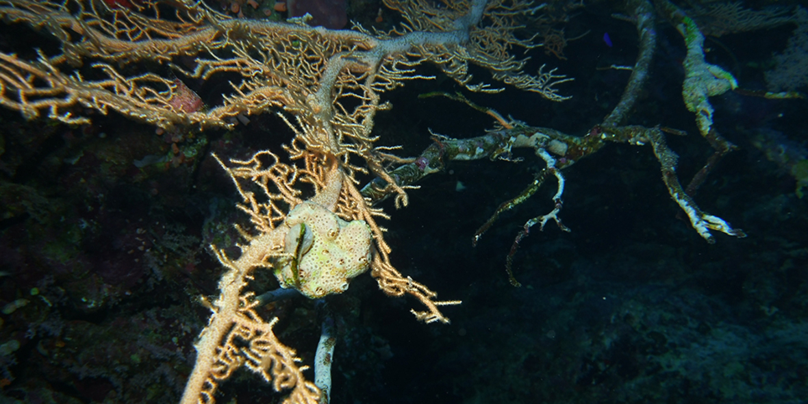 Fossile Korallen helfen beim Blick in die Klimazukunft