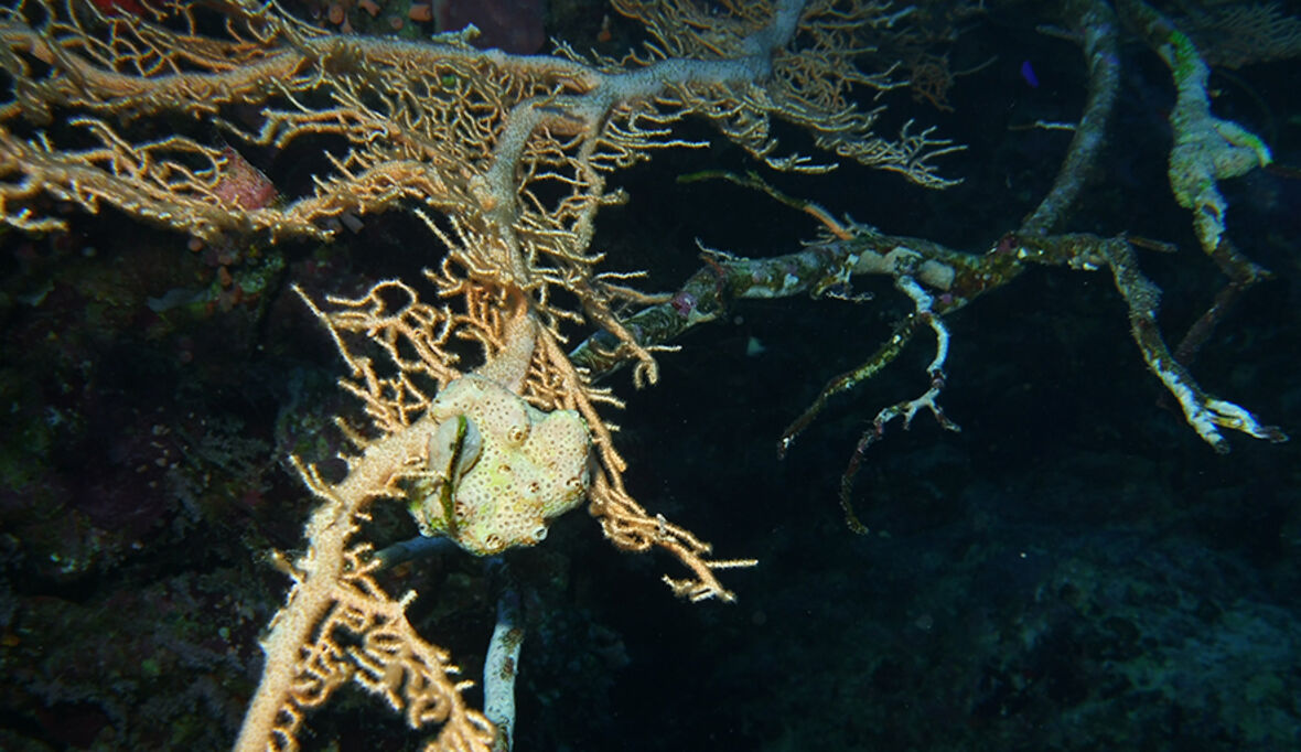 Fossile Korallen helfen beim Blick in die Klimazukunft