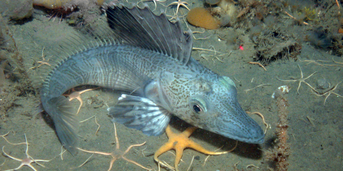 Neuer Atlas der Meeresbewohner des Südozeans