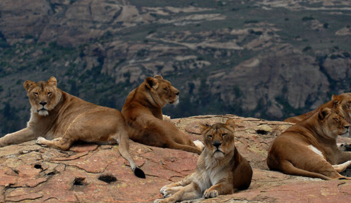 Tierschutz und Tourismus in Lionsrock im Einklang vereint
