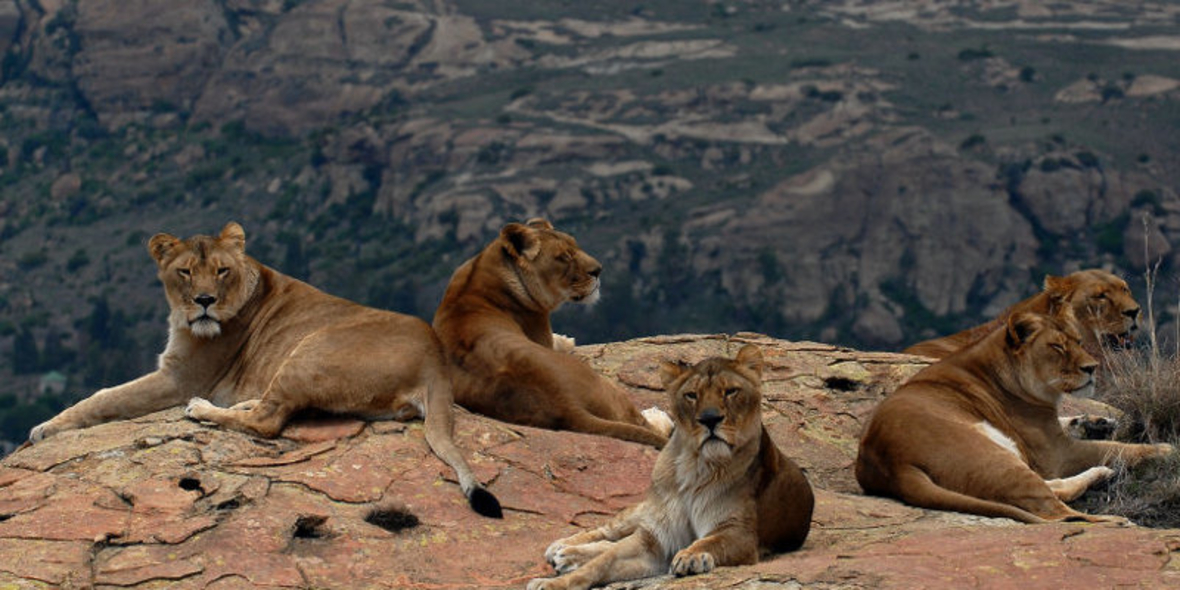 Tierschutz und Tourismus in Lionsrock im Einklang vereint