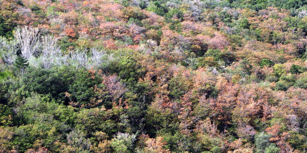 "Wälder leiden unter Klimawandel"