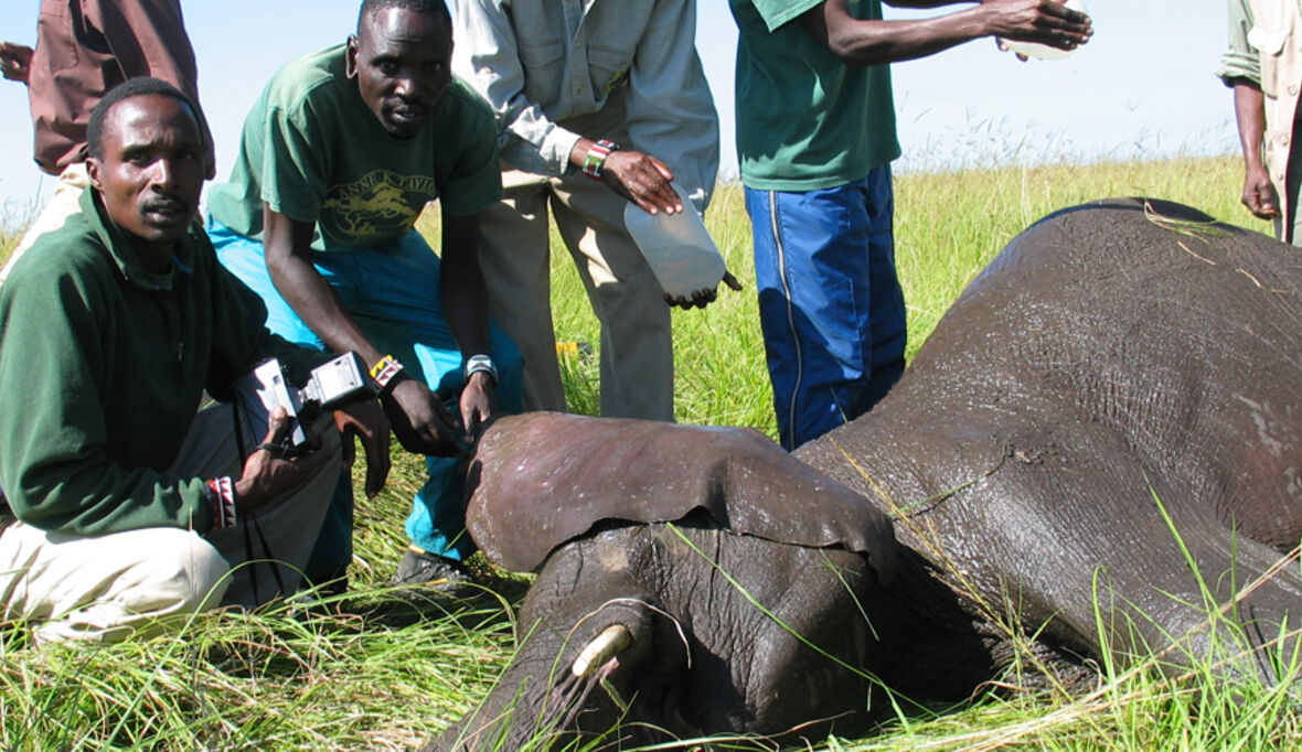 Kampf gegen Elfenbeinhandel extrem gefährlich