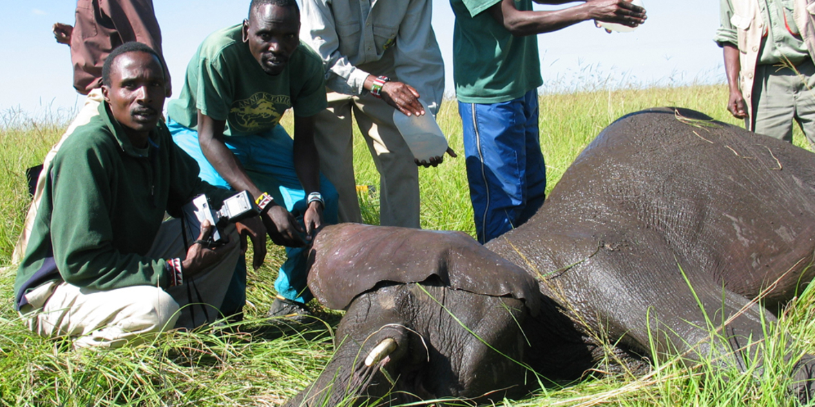 Kampf gegen Elfenbeinhandel extrem gefährlich