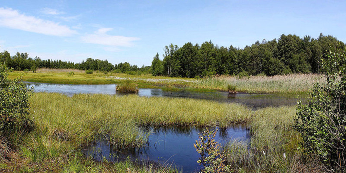 Volkswagen und NABU gründen internationalen Moorschutz-Fonds