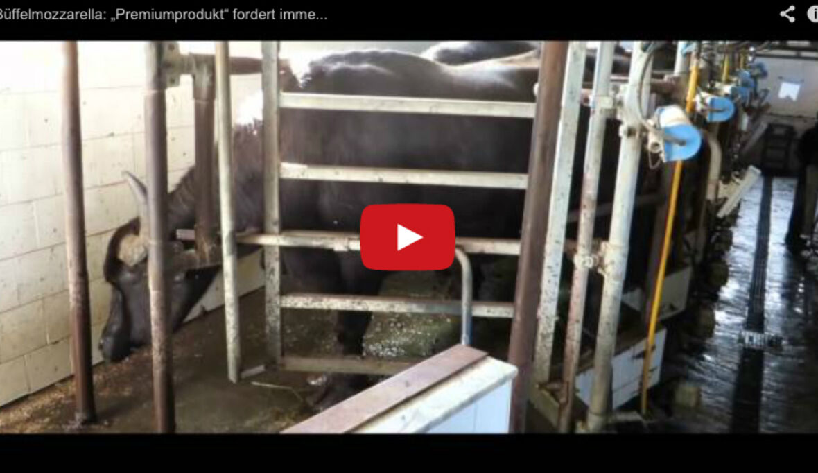 Büffelhaltung: Kaufland unterstützt VIER PFOTEN-Kampagne