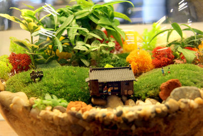 Die kleinen Gewächshäuser sind eine Mischung aus Ökosystem und Kunstprojekt.