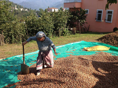 Eine Frau trocknet Haselnüsse auf ihrer kleinen Farm in Trabzon.
