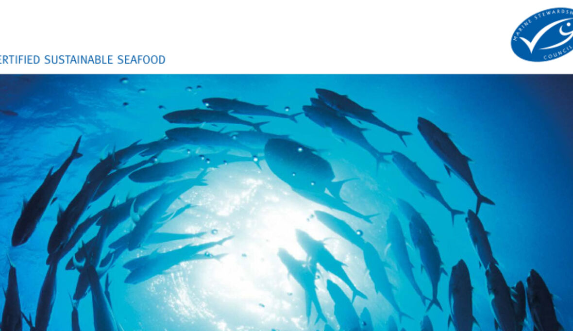 Neuer MSC-Fortschrittsbericht