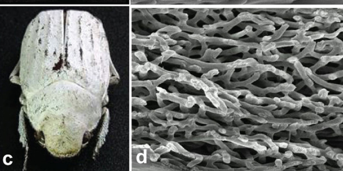 Neuer Käfer: Weiße Schuppen als Industrie-Vorbild
