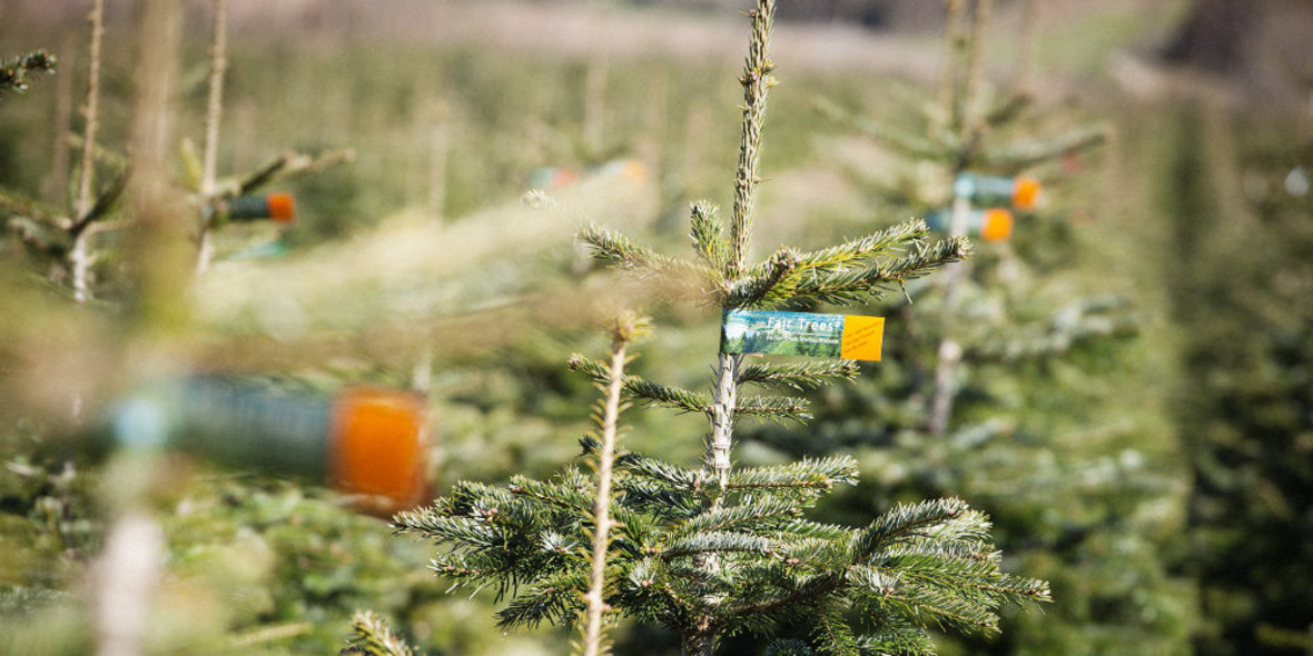 Fair gehandelte Weihnachtsbäume
