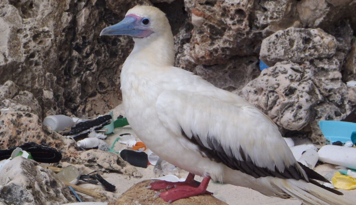 2050 haben nahezu alle Seevögel Plastik im Magen