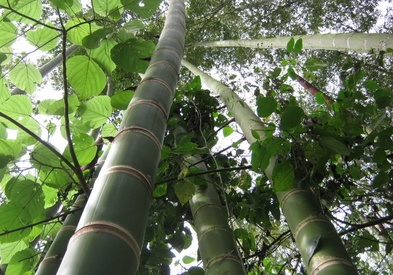 Hoch wachsen die Bambuspflanzen in den Himmel.