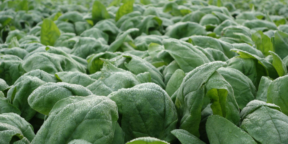 iglo erhält den Deutschen Nachhaltigkeitspreis