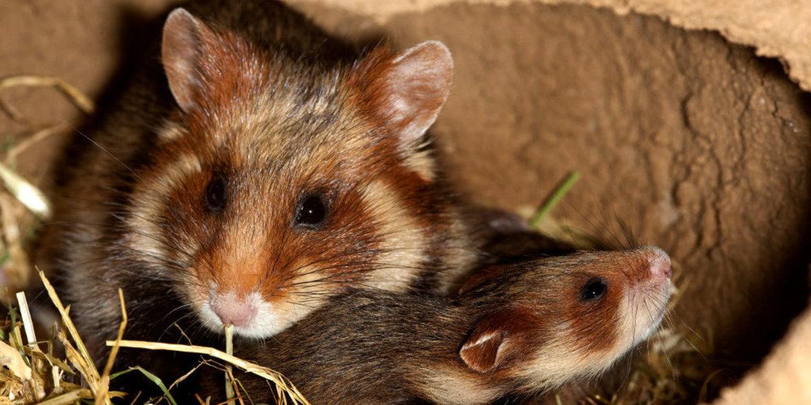 Feldhamster vom Aussterben bedroht