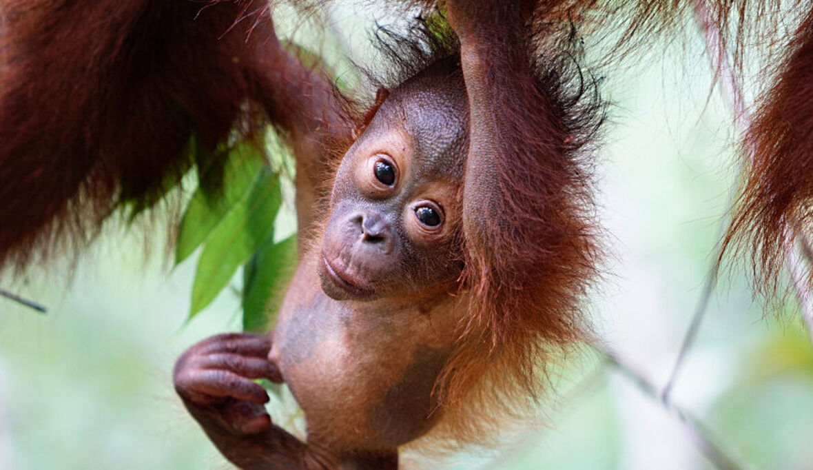 Orang-Utans: vom Aussterben bedroht und illegal gehandelt