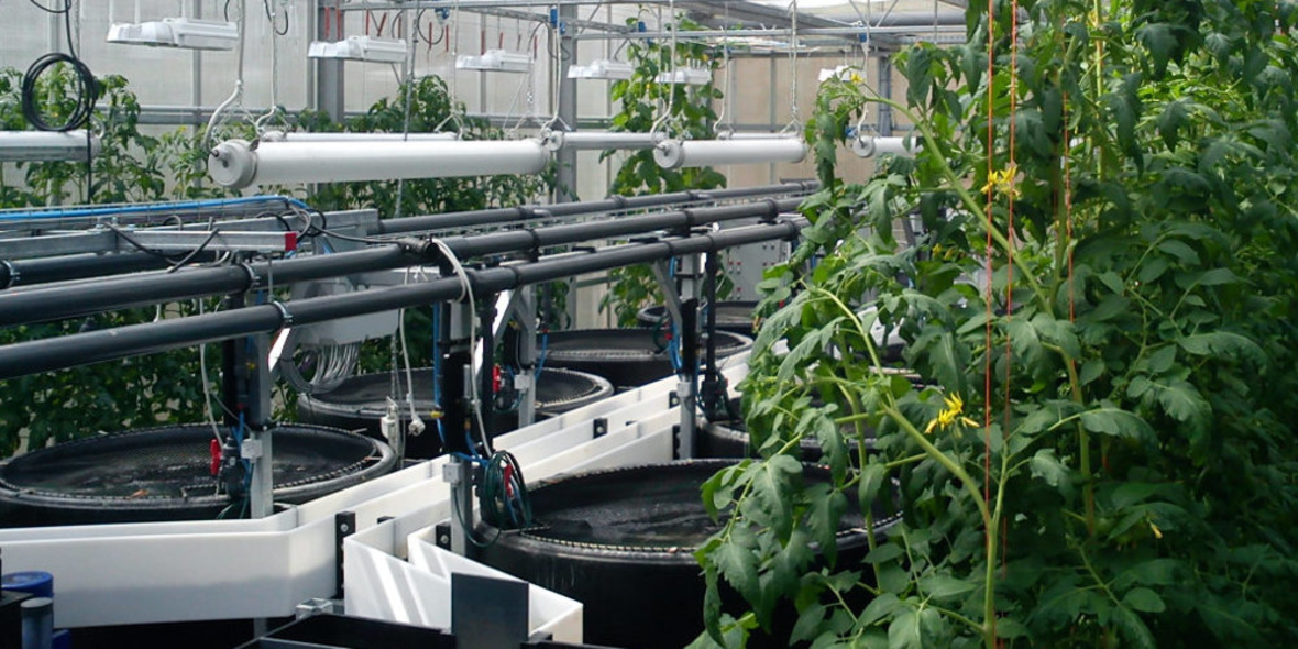 Der Tomatenfisch schwimmt zur Expo 2015