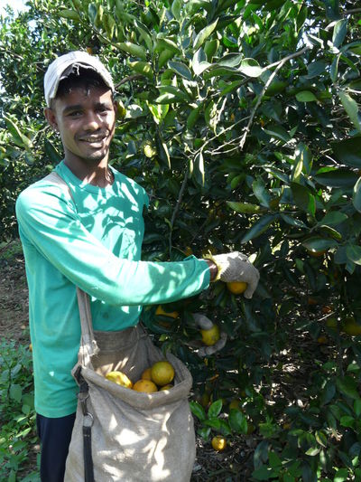Ein Arbeiter aus Brasilien auf einer Orangenplantage.