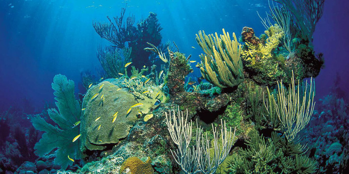 Welche Folgen haben CO2-Emissionen für die Ozeane?