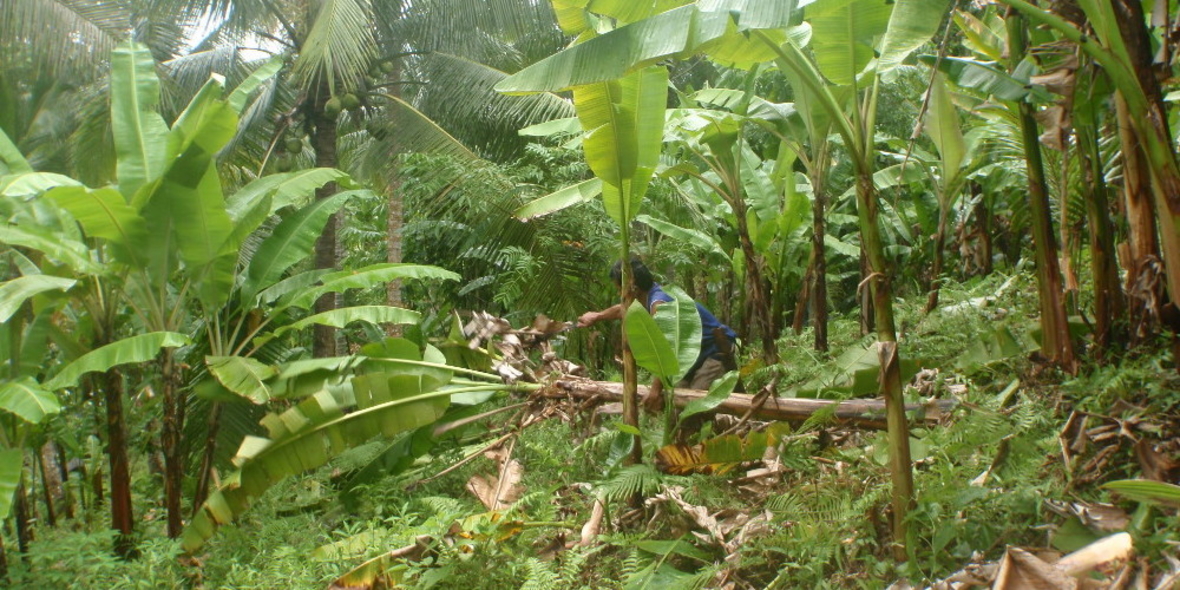 Rainforest Alliance erweitert Kompetenz auf Faserrohstoffe
