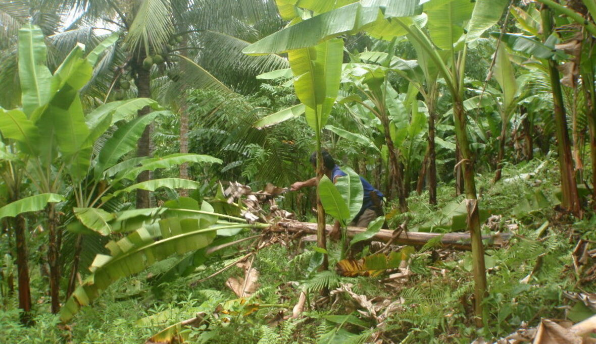 Rainforest Alliance erweitert Kompetenz auf Faserrohstoffe