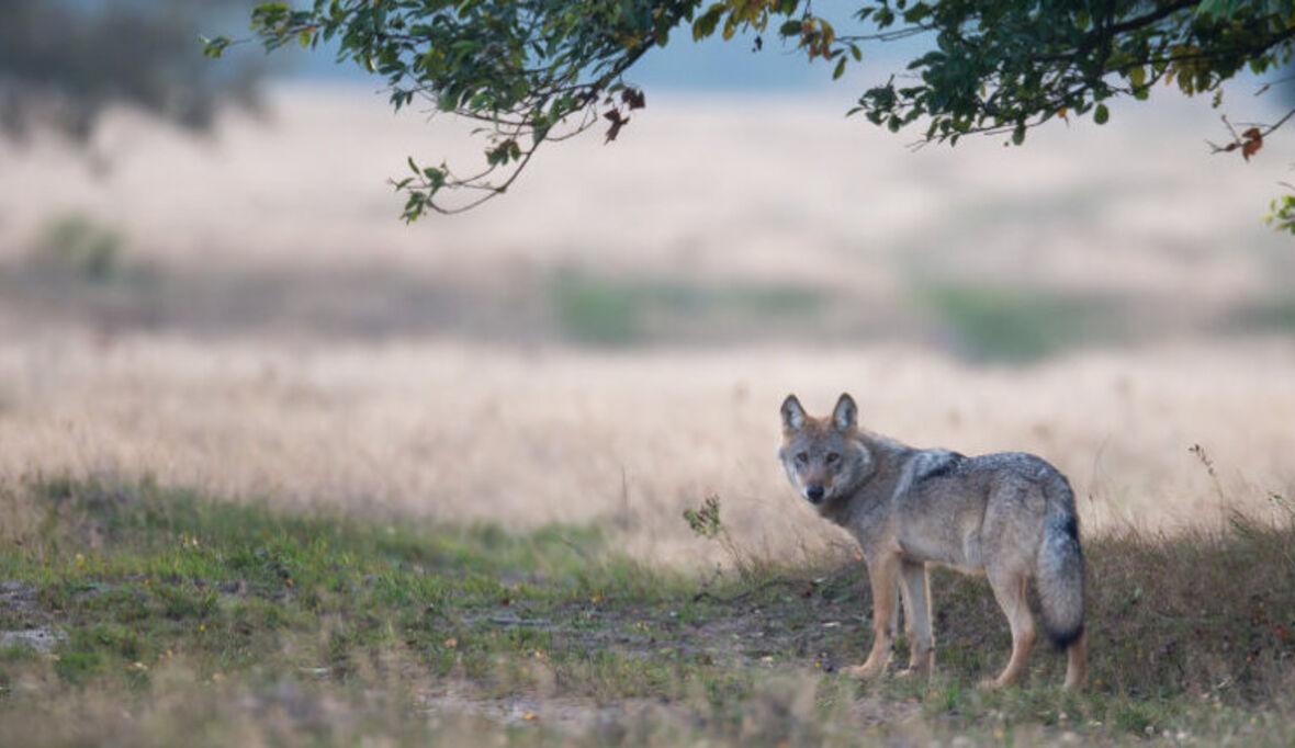 Internationale Wolfskonferenz: Fakten statt Vorurteile