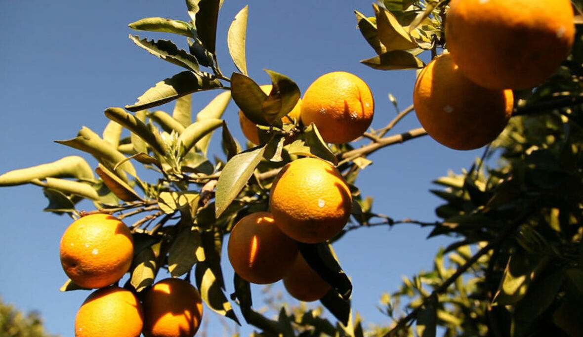 Orangensaft-Produktion missachtet Arbeitsrechte und ökologische Standards