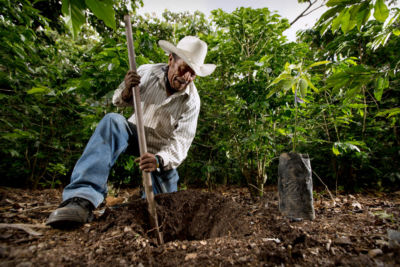 Zusammen mit dem Partner Pur Projet pflanzt Nespresso in den AAA-Anbauregionen Millionen von Bäume.