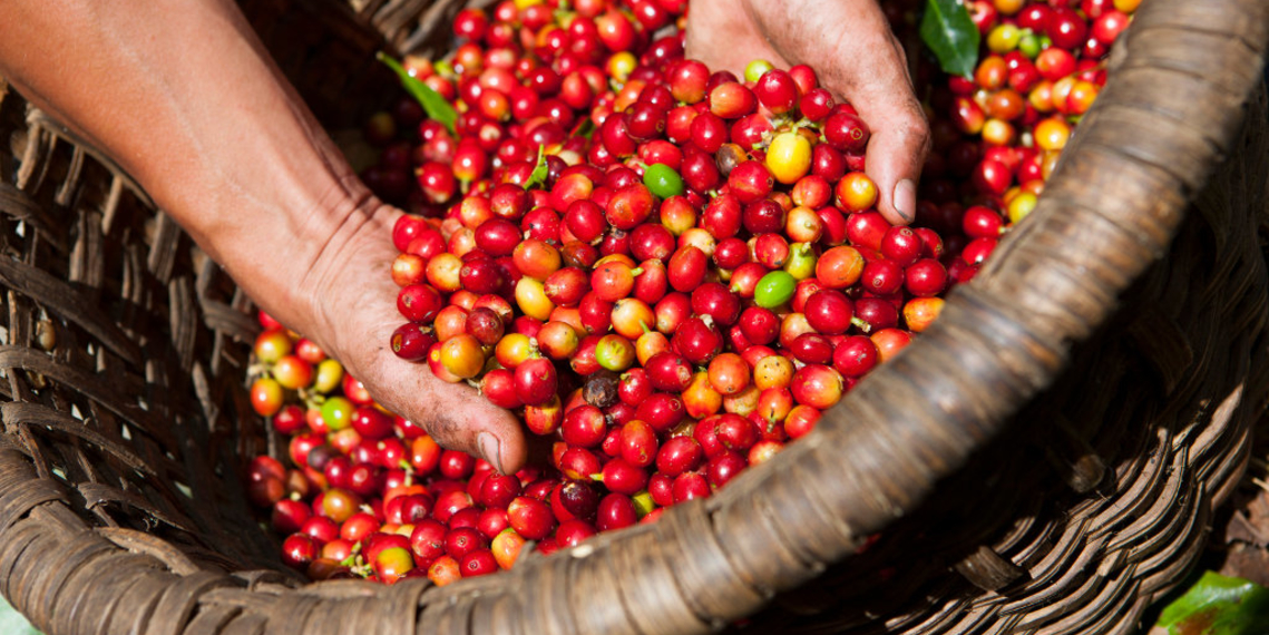 Das AAA Sustainable Quality Program unterstützt weltweit mehr als 70.000 Kaffeebauern dabei, ihre Produktivität, Nachhaltigkeit und Qualität zu steigern.