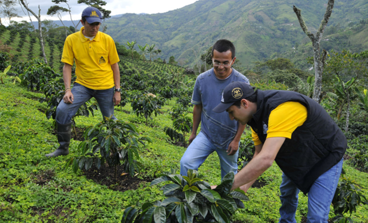 Wie hier in Kolumbien unterstützen weltweit 300 Agronomen die Bauern des AAA Programms vor Ort.