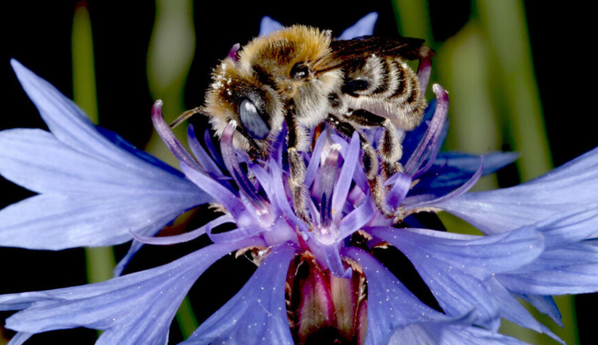 Insektensterben statt Bienentanz