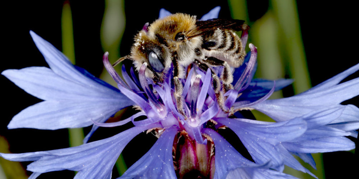 Insektensterben statt Bienentanz