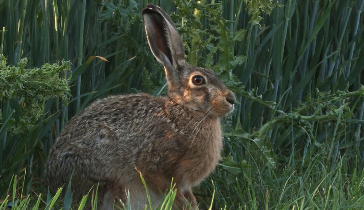 Arten vor dem Aus? Kampf um Wildkatze und Co.