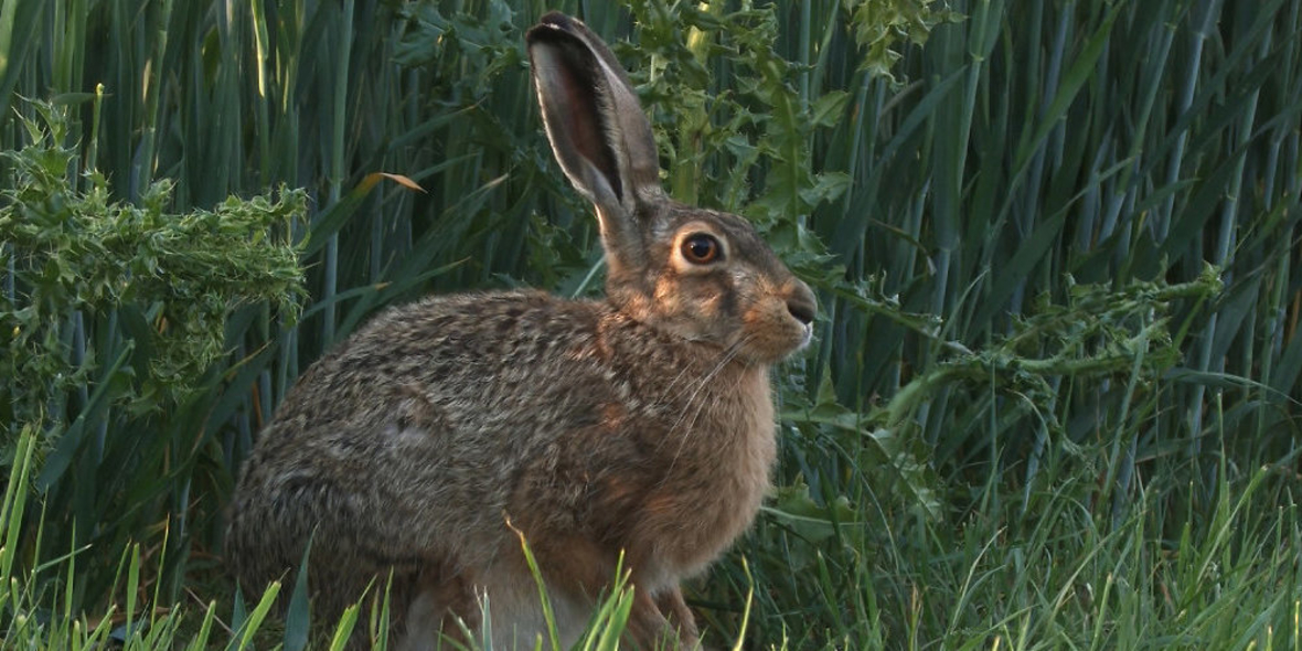 Arten vor dem Aus? Kampf um Wildkatze und Co.