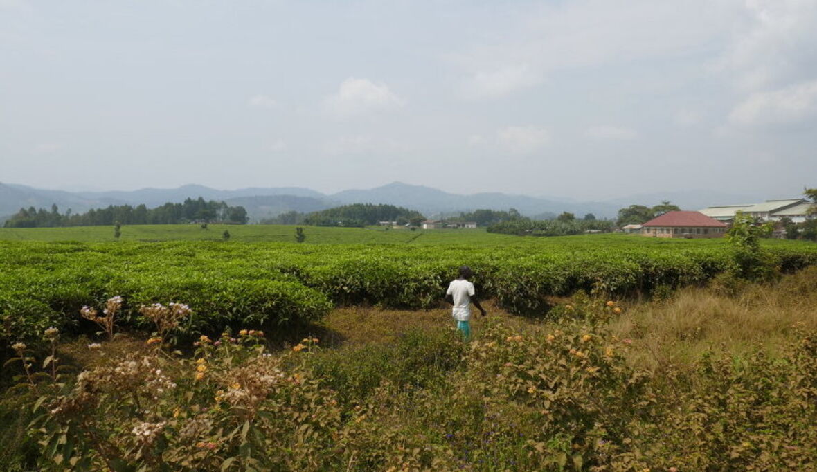 Uganda: Armes Land ganz reich 