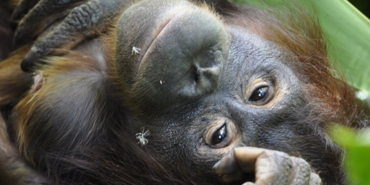 Orang-Utans akut vom Aussterben bedroht
