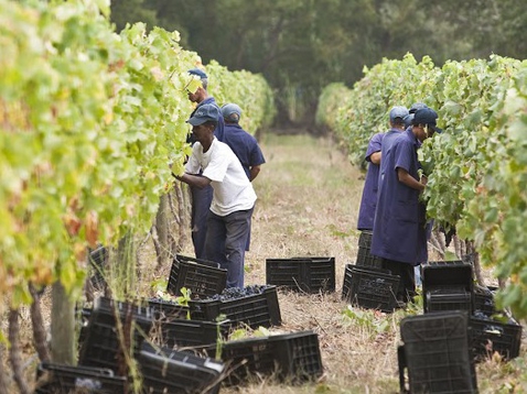 Arbeiten auf der Weinfarm Solms Delta. 