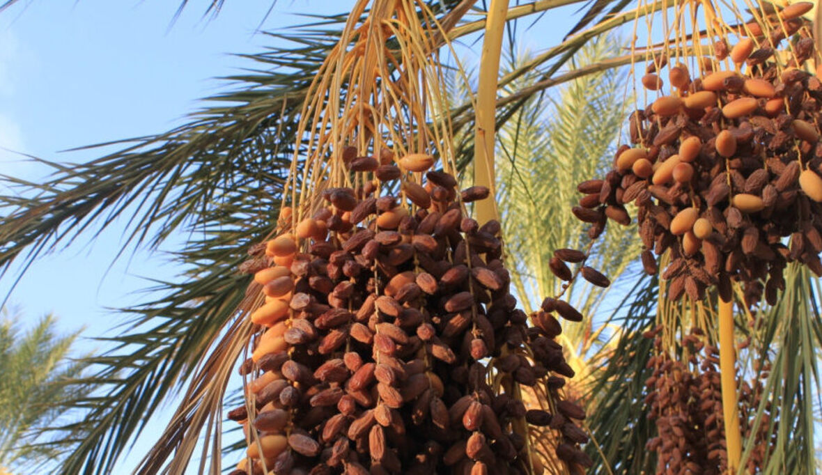 Datteln: Wirtschaftsfaktor und High-Carb-Snack