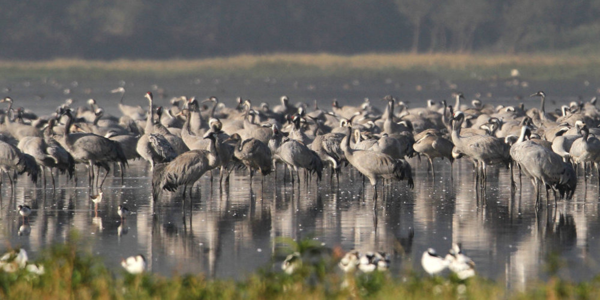 Umweltverbände gegen Aufweichung des EU-Naturschutzrechts