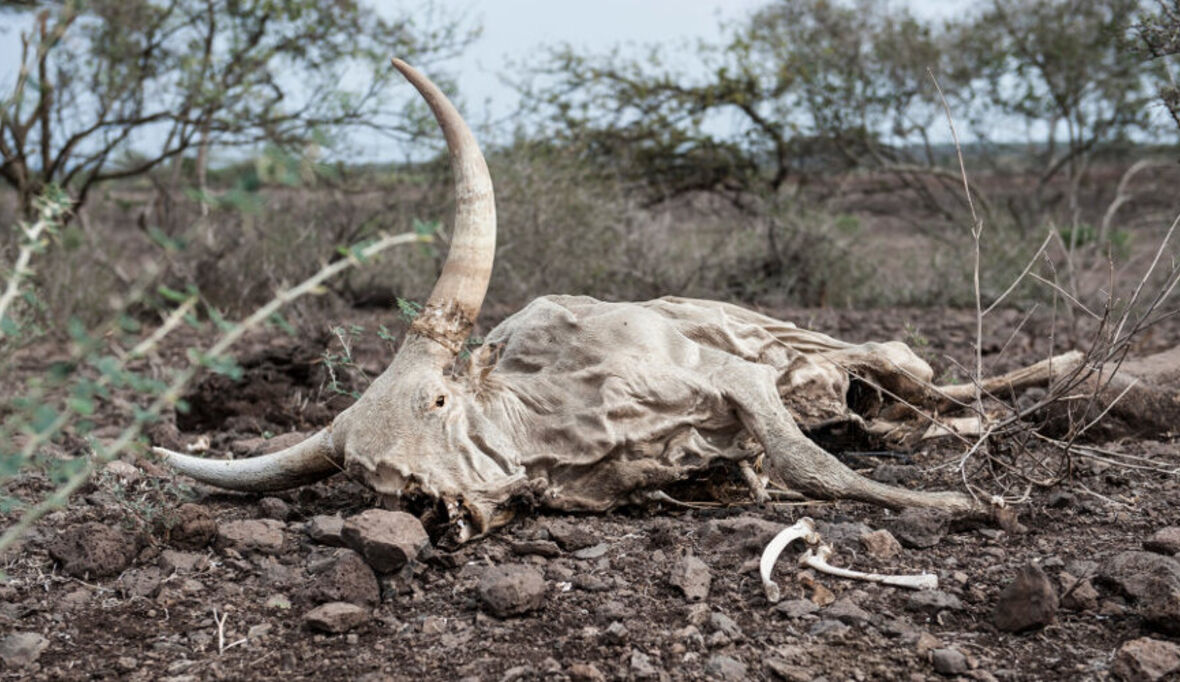 Dürrekatastrophe in Afrika verschlimmert sich