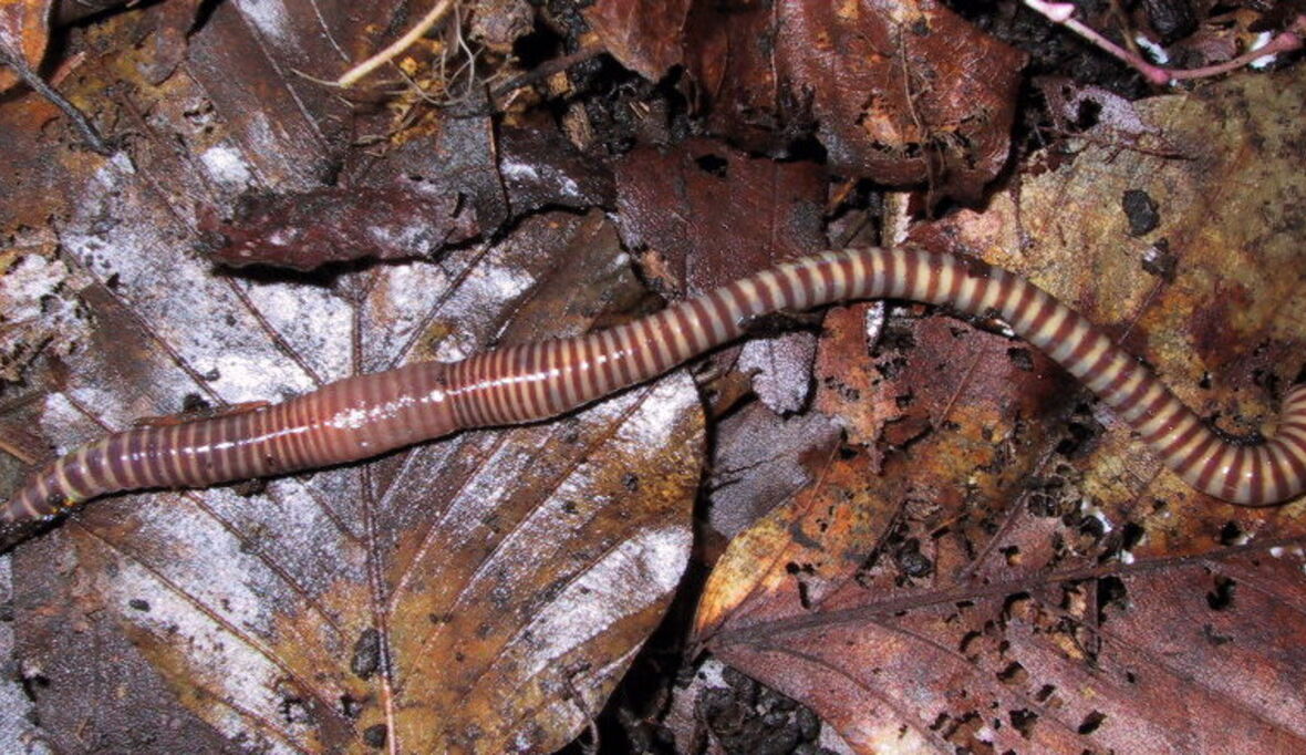 Auf der Roten Liste: Regenwürmer und Co.