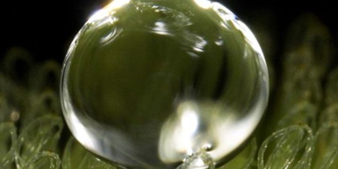 Nanopelz gegen Ölpest