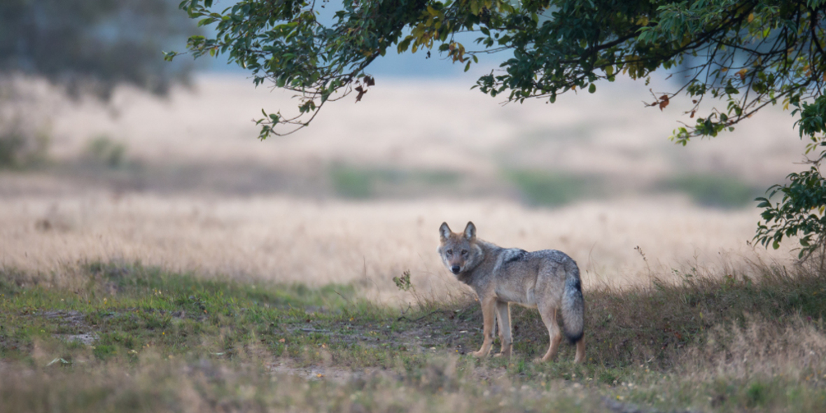 NABU begrüßt Aufbau eines Wolfs-Beratungszentrums