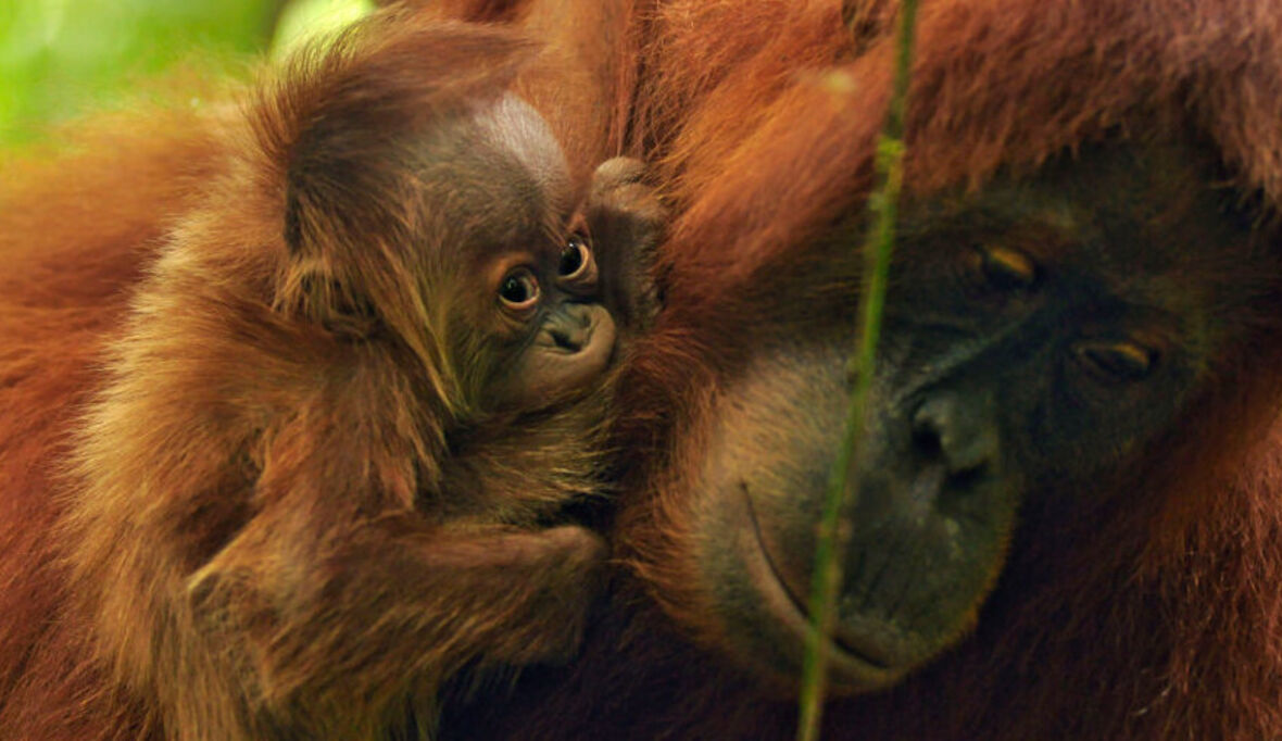 Orang-Utans: Waldmenschen im Babyglück