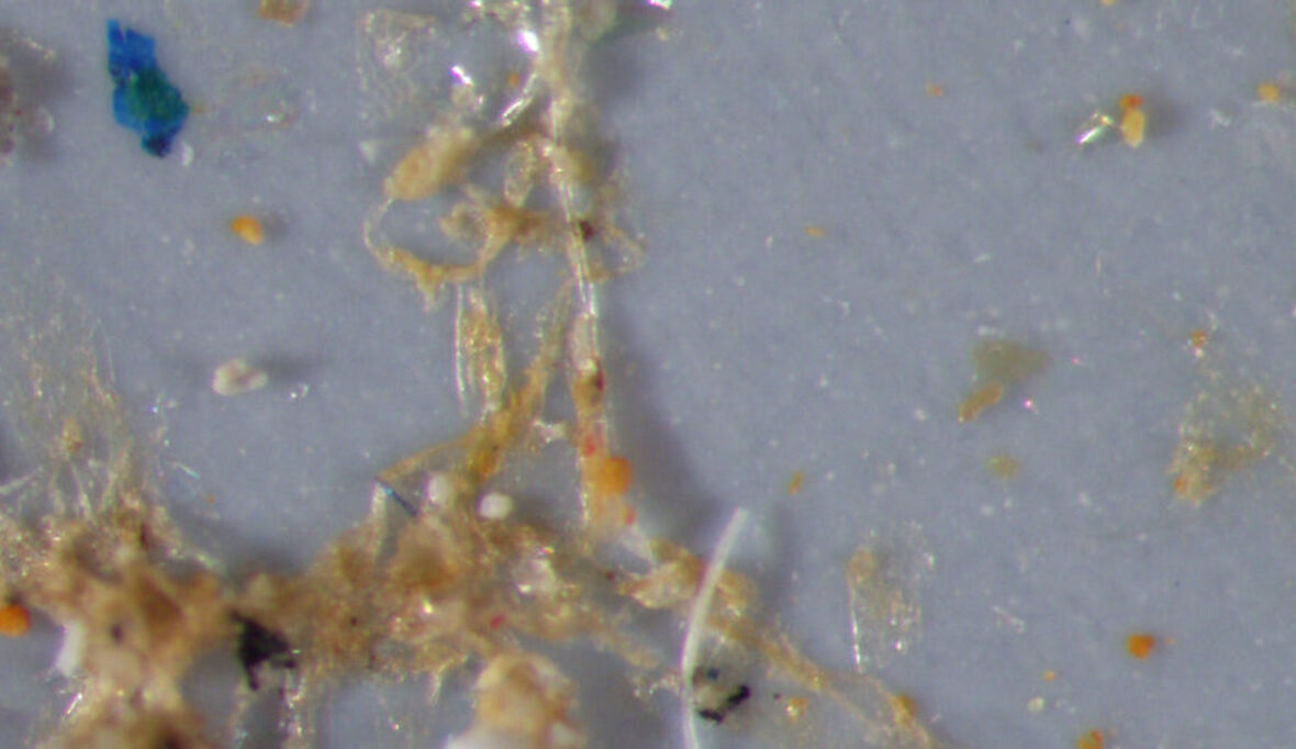 Mikroplastikpartikel in Speisefischen und Pflanzenfressern